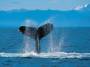 bilder:humpback_whale.jpg