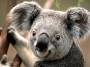 bilder:koala.jpg